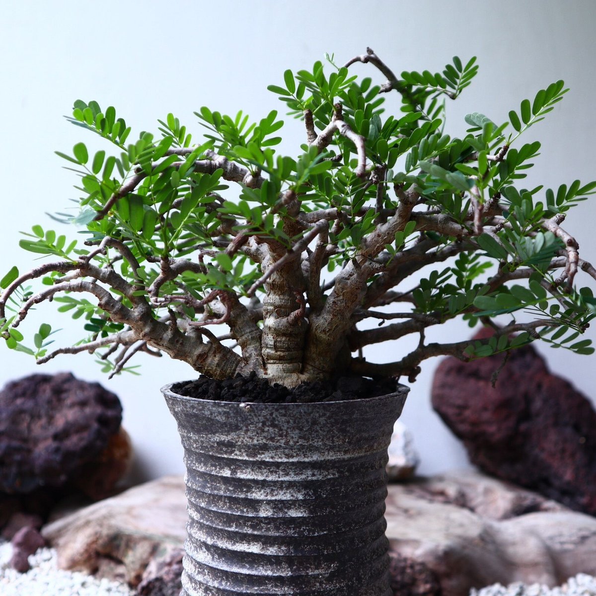8月限定価格　センナ　メリディオナリス　盆栽風 センナ メリディオナリス Senna meridionalis no.90104 | 芽の巣山