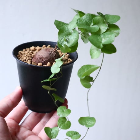 ディオスコレア   亀甲竜    Dioscorea elephantipe  no.101406