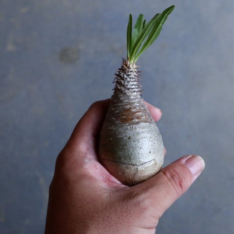パキポディウム グラキリス   Pachypodium rosulatum var. gracilius no.110311