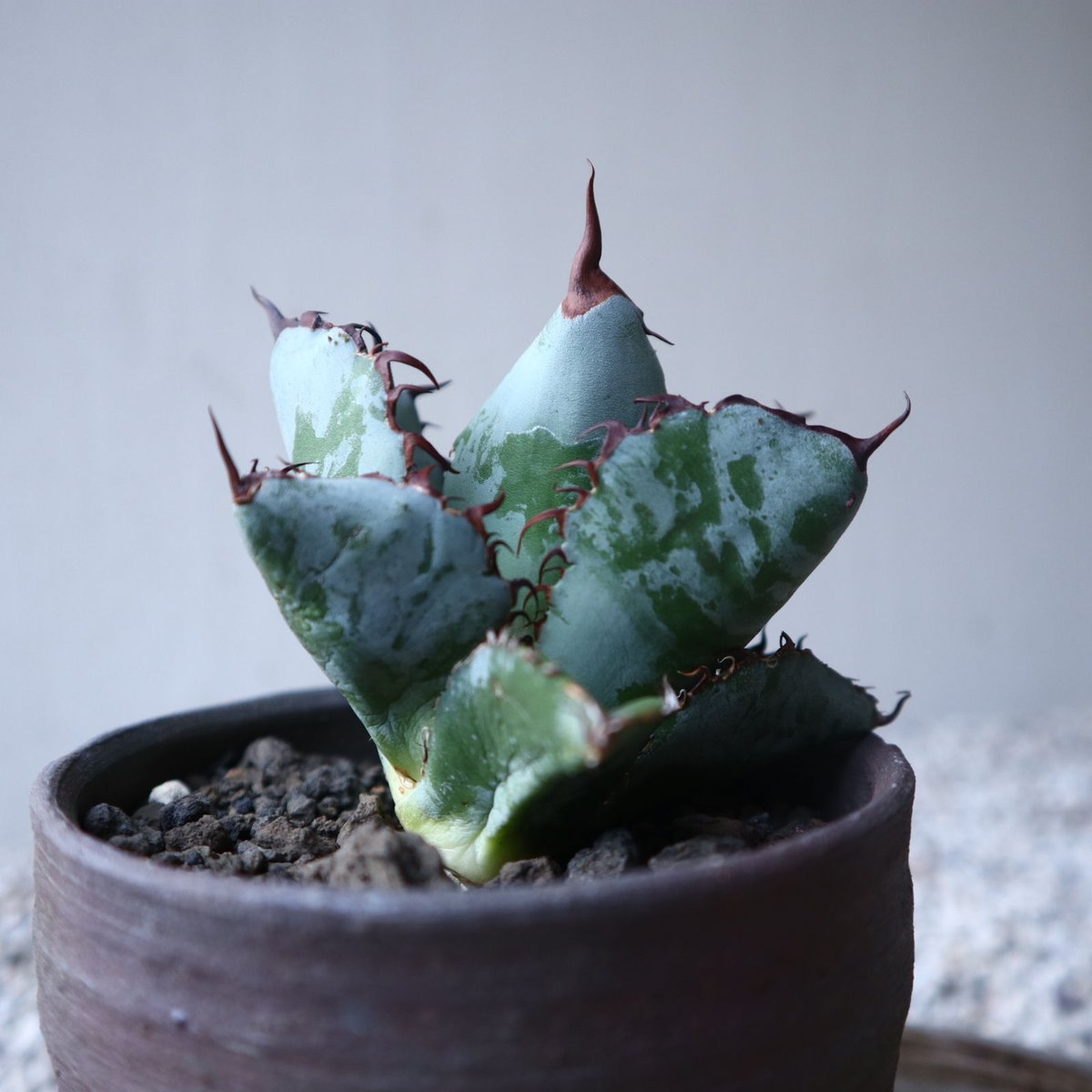 アガベ チタノタ ブラック&ブルー Agave titanota black&bule アガベ チタノタ ブラック&ブルー Agave titanota black&bule