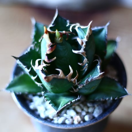 アガベ チタノタ レッドキャットウィールズ  Agave titanota"Red Catweezle”   no70506
