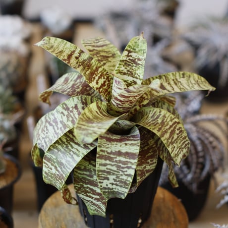 Goudeaea ospinae var.gruderi ‘Conpct Clone' (4号鉢)  no.1226/54
