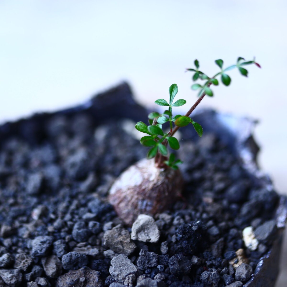 オペルクリカリア　パキプス　４株セット　根挿し株【匿名配送】 オペルクリカリア・パキプス 根挿し 特大