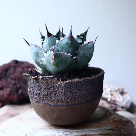 アガベ チタノタ　ブラック＆ブルー  Agave titanota black&bule    no.72107
