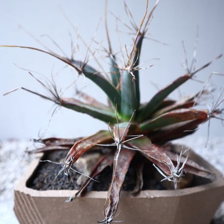 レウクテンベルギア  晃山    Leuchtenbergia principis  no.122209
