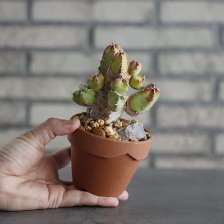 Euphorbia resinifera × YAMABACHI (3号) no.607/24