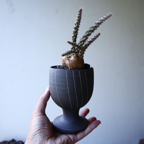 プテロカクタス ツベローサス   黒竜     Pterocactus tuberosus   no.51920