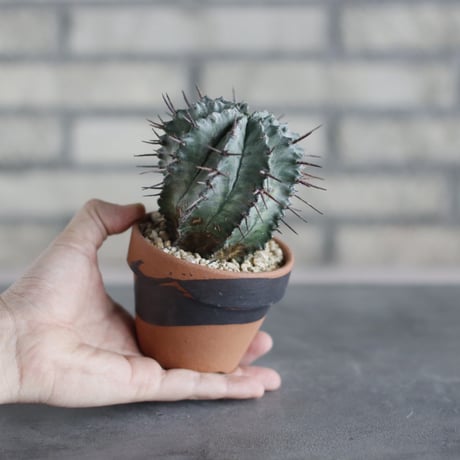Euphorbia horrida × N/OH (3号)  no.510/40