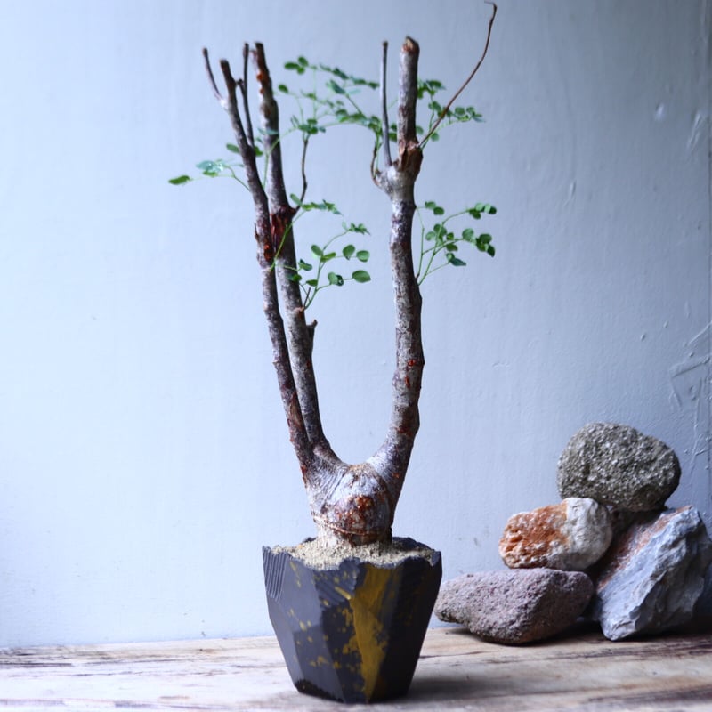 デロニクスプミラ デロニクス・プミラ | 多肉植物・特別な鉢の販売 | トーキー | TOKY