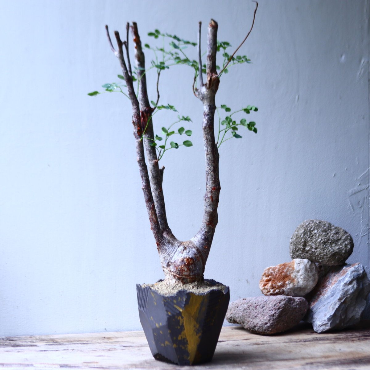 デロニクス プミラ Delonix pumila no.92714 | 芽の巣山