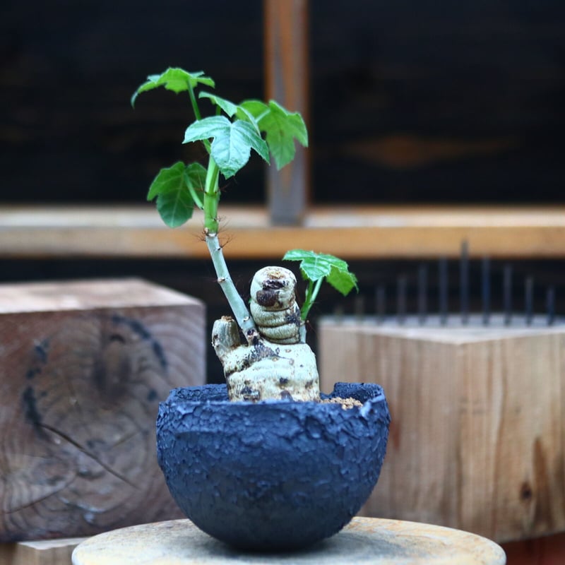 ヤトロファ スピカータ／Jatropha spicata no.80726 | 芽の巣山