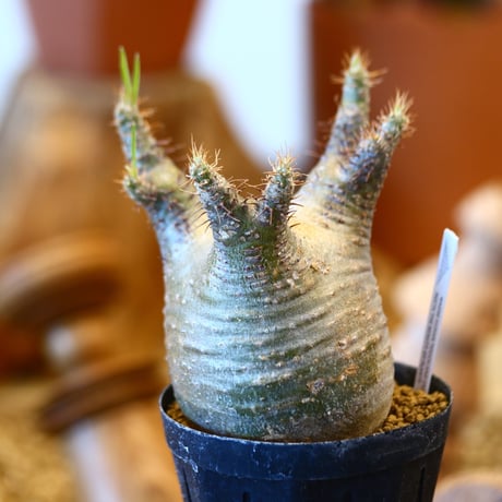 'ハルコイ´セット (N/OH × Pachypodium gracilius)  no.30305