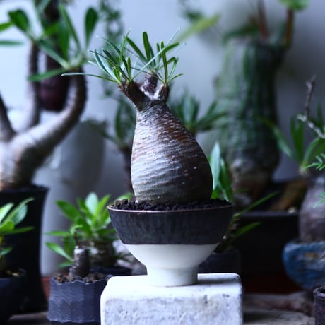 パキポディウム グラキリス   Pachypodium rosulatum var. gracilius no.71909