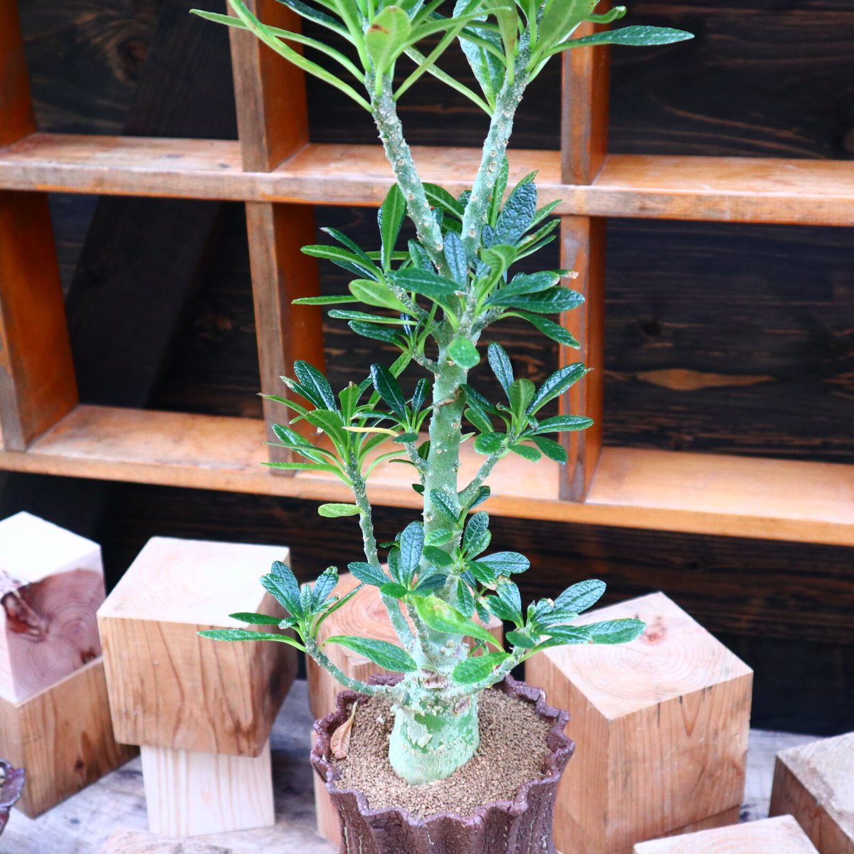 ドルステニア ギガス ドルステニア ギガス／Dorstenia gigas no.60576 | 芽の巣山