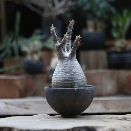パキポディウム グラキリス／Pachypodium  gracilius     no.103070