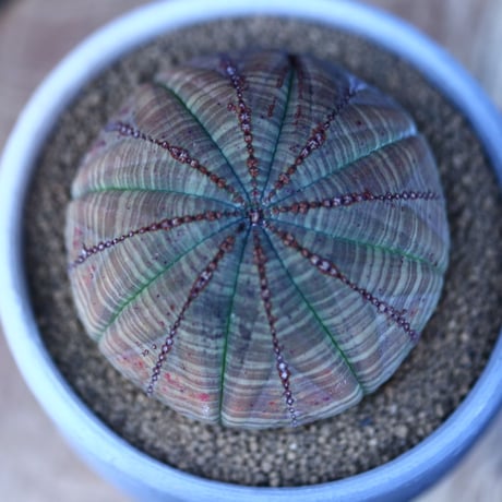 ユーフォルビア  オベサ／Euphorbia obesa    no.13012