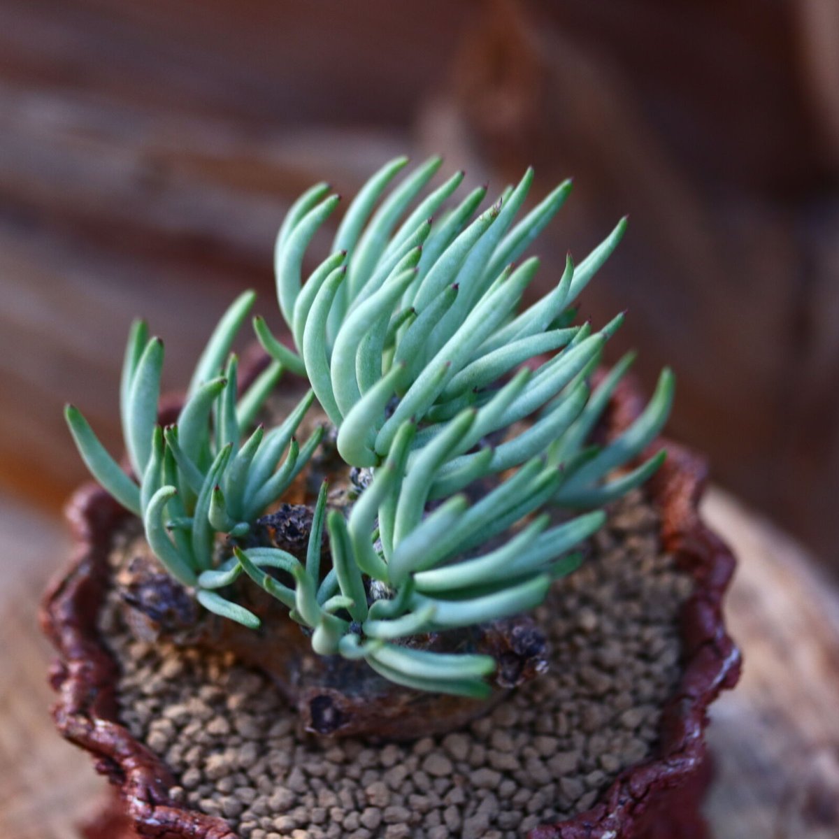 チレコドン ペアルソニー 白象 / Tylecodon pearsonii / 発根済み n