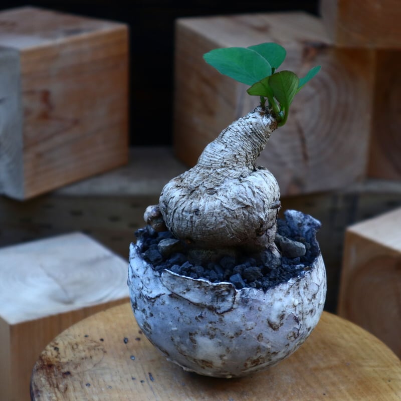 ユーフォルビア ラノヒラ ラノイラ 良型 現地球 発根済み