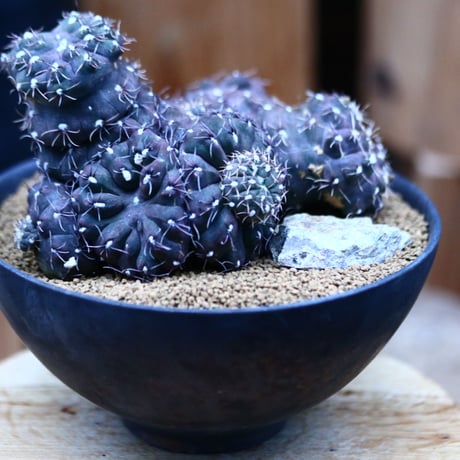 ギムノカリキウム 聖姿玉 モンスト／Gymnocalycium uruguayensis monst  no.21332