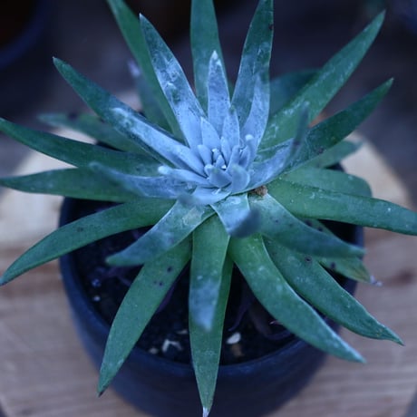 ダドレア ブリトニー／Dudleya brittonii    no.111416