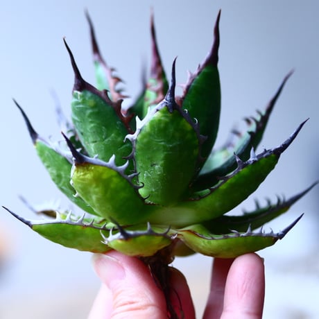 アガベ ホリダ    Agave horrida     no.1025-2