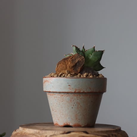 Agave titanota filigree Devil / STYLE OF CHIKA × YAMABACHI var. 中川智治 no.61622