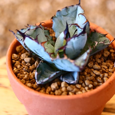 【9/9入荷未発根未活着ベアルート植込み】 Agave titanota black&bule   no.91760