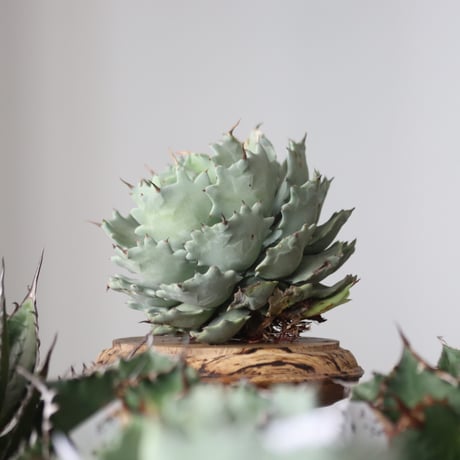 Agave Isthmensis / Style of Chika　no.42189