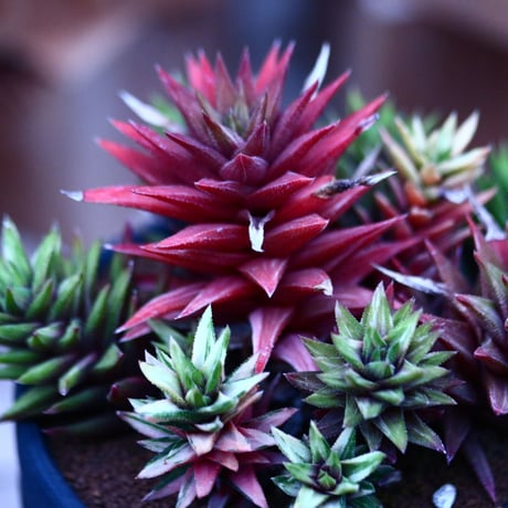ハオルチア コテキニシキ／Haworthia hyb. KOTEKI NISHIKI   no.21347