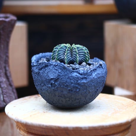 ギムノカリキウム   フィードリッフィーLB2178／Gymnocalycium friedrichii   no.41032