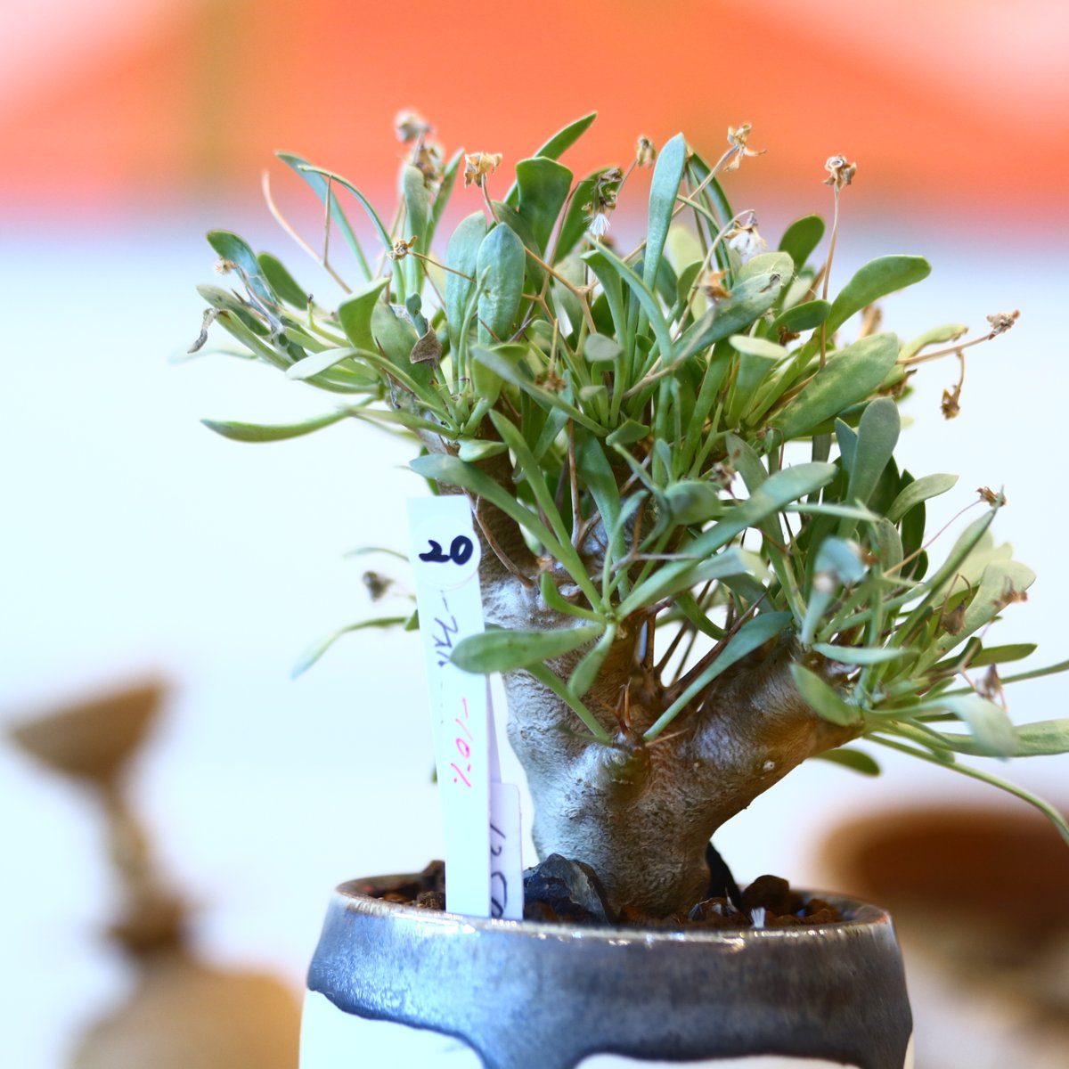 発根済　ムランジーナ　　現地球　たけろうポット 発根済 ムランジーナ 現地球 たけろうポット