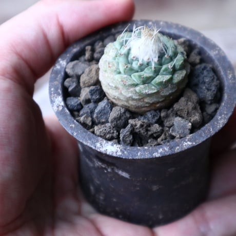 ストロンボカクタス  ディシフォルミス   菊水   Strombocactus disciformis no.90132