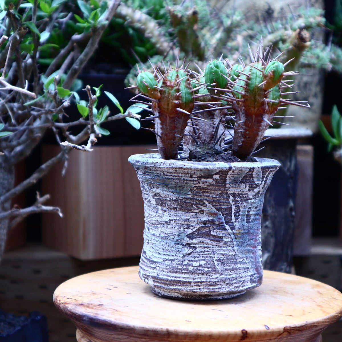 ユーフォルビア フェロックス hyb.／Euphorbia ferox hyb. no.6