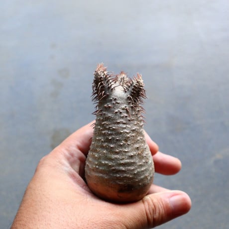 パキポディウム グラキリス 抜苗  Pachypodium rosulatum var. gracilius no.92924