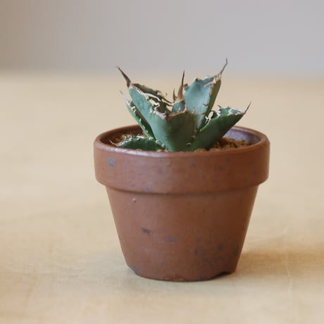Agave titanota 姫厳竜 × YAMABACHI var. 六本芽   no.221-3