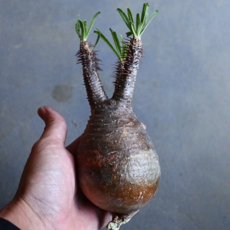 パキポディウム グラキリス   Pachypodium rosulatum var. gracilius no.110326