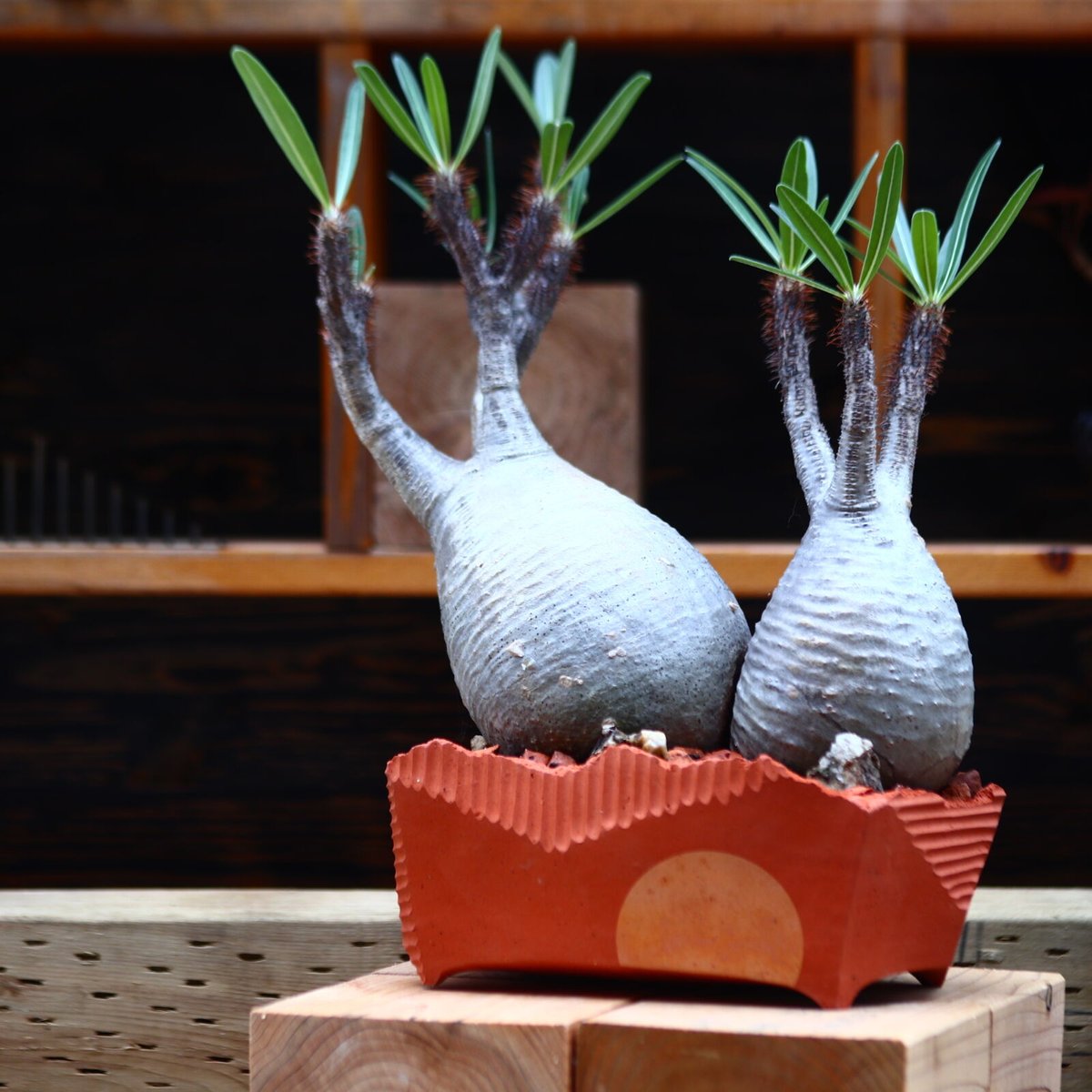 パキポディウム グラキリス 2頭／Pachypodium gracilius