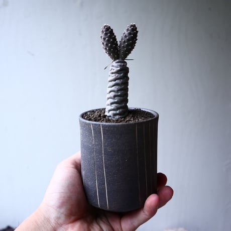 テフロカクタス アーティキュラータス イネルミス   松笠団扇  Tephrocactus articulatus var.inermis   no.72119