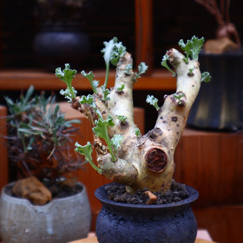 ペラルゴニウム　クリンガルドテンセ　実生苗 Amazon.co.jp: NO.1 klinghardtense クリンガルドテンセ 実生苗 多肉