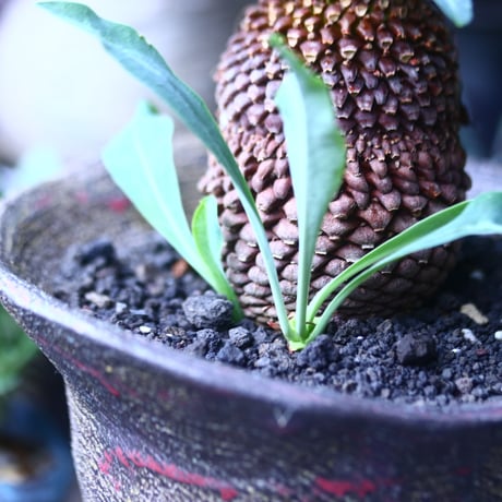 ユーフォルビア    鉄甲丸    Euphorbia bupleurifolia  no.61410