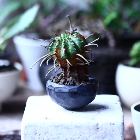 ユーフォルビア  バリダ    Euphorbia valida     no.71922