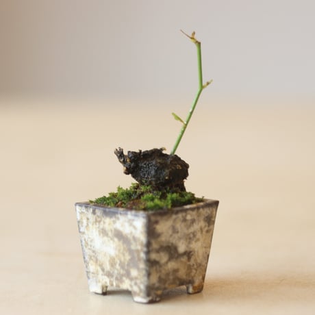 野ばら / YOSHIZAWA3-SHOHINBONSAI   no.223-31