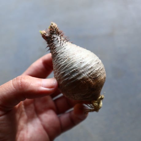 パキポディウム グラキリス 抜苗  Pachypodium rosulatum var. gracilius no.92905