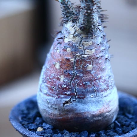 パキポディウム  グラキリス ／Pachypodium  gracilius     no.103164
