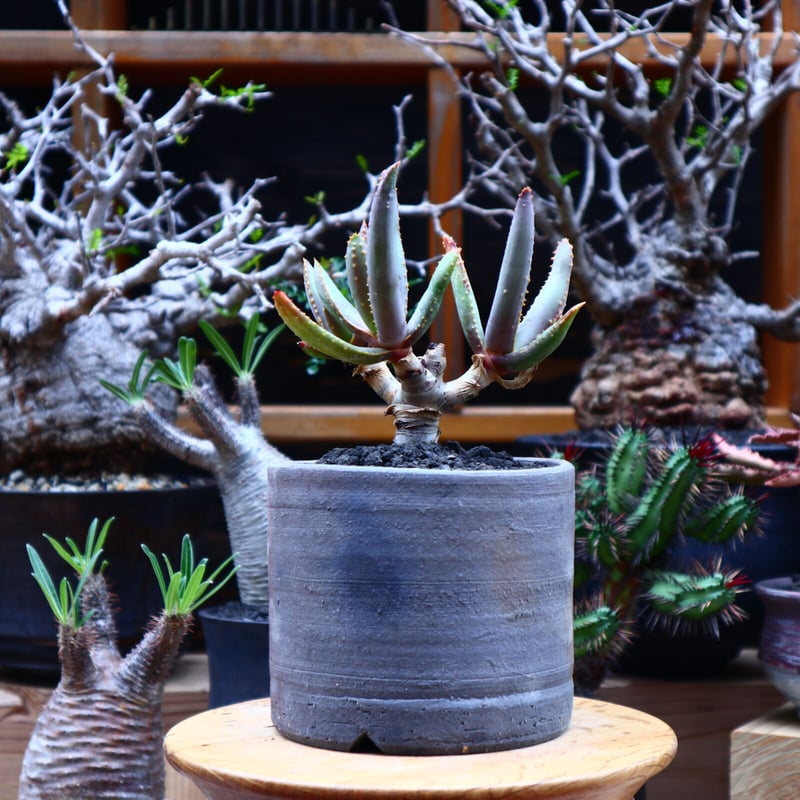 アロエ ラモシシマ／Aloe ramosissima no.51621 | 芽の巣山