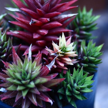 ハオルチア コテキニシキ／Haworthia hyb. KOTEKI NISHIKI   no.21347