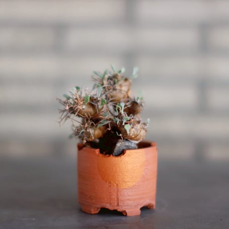 オトンナユーフォルビオイデス 超特大株 発根済み オトンナユーフォルビオイデス 超特大株 発根済み