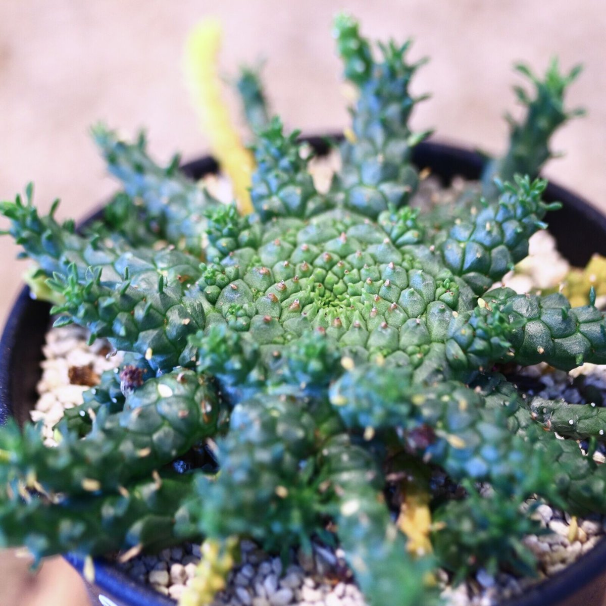 ユーフォルビア ゴルゴニス / Euphorbia gorgonis no.51423 |