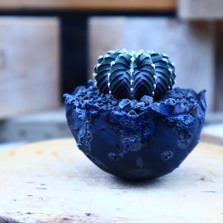 ギムノカリキウム   フィードリッフィーLB2178／Gymnocalycium friedrichii    no.80803