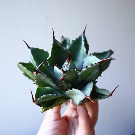 アガベ   キュービック　Agave potatorum f.monstrosa 'cubic'    no.111012